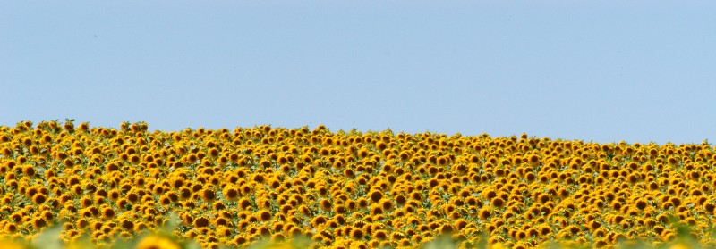 Acquisition of Kerfoot by Avril group