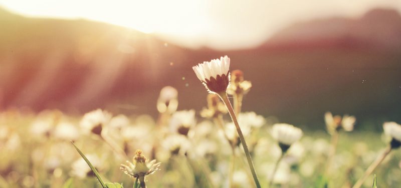 Sale of Springflower to Ciccolella