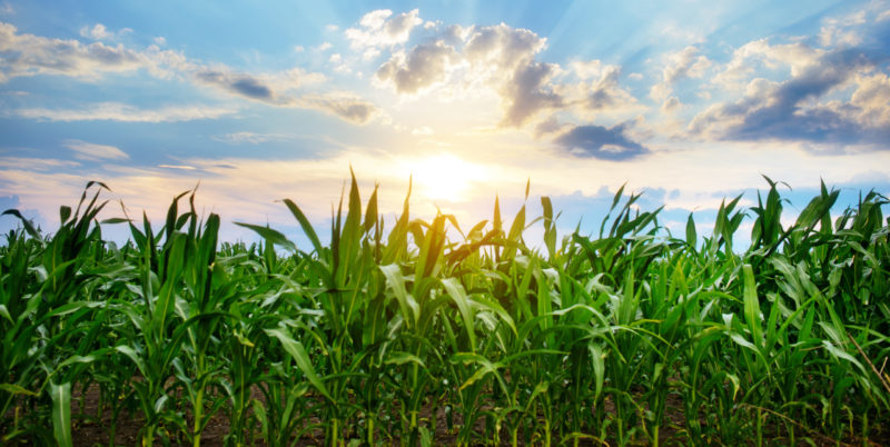 Fusion von Caussade & Euralis Semences