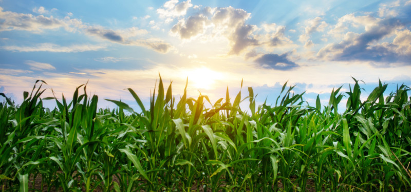 Merger of Caussade & Euralis Semences