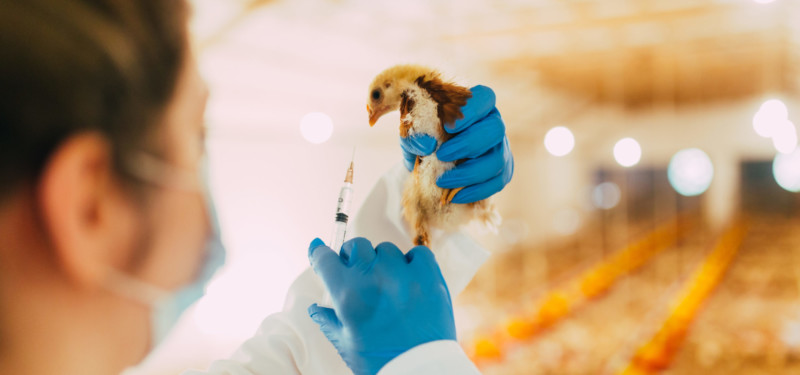 Acquisition de Pharmavet Maroc par Alliando