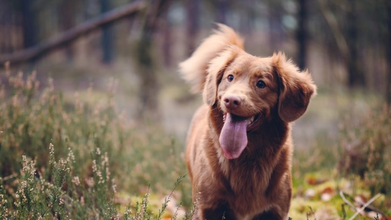 Sale of Petworld to Maxi Zoo / Fressnapf