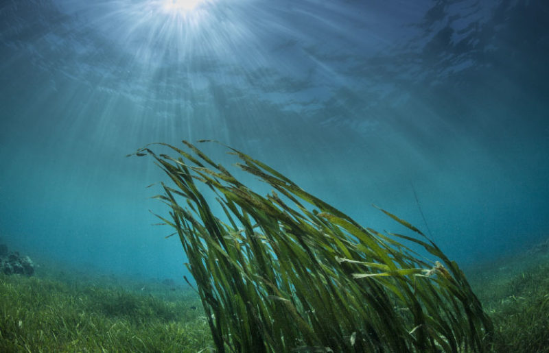 De Smaakspecialist acquires the activities of Seamore