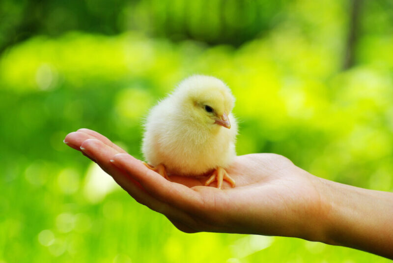 Sofiprotéol supports Ceva Santé Animale new buy-out